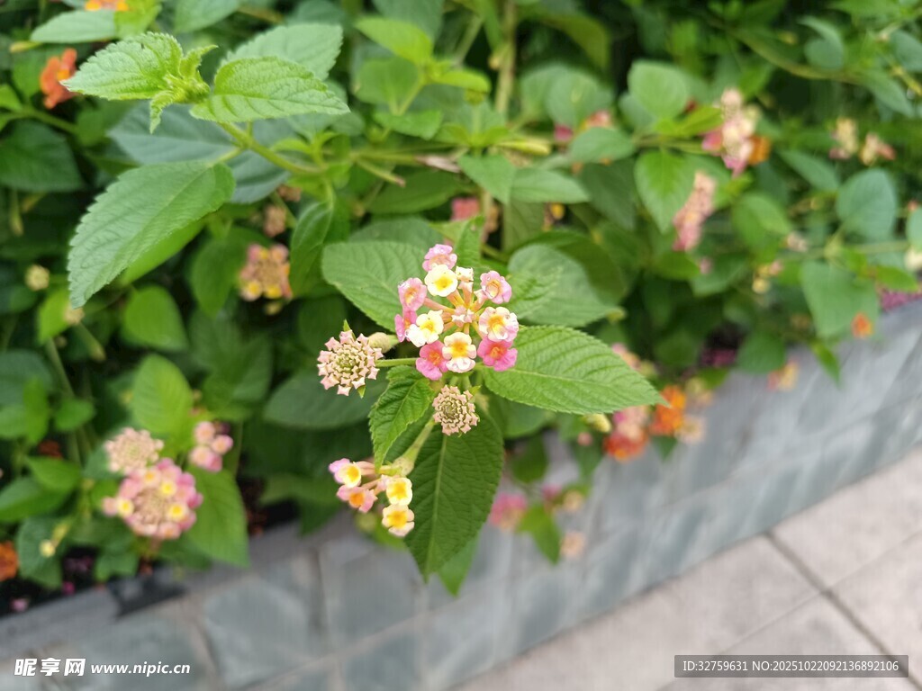 绿叶间绽放的多彩小花