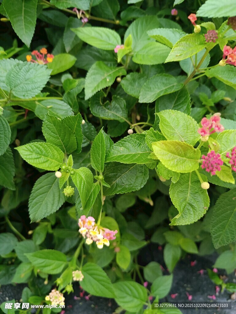 绿叶间绽放的多彩小花