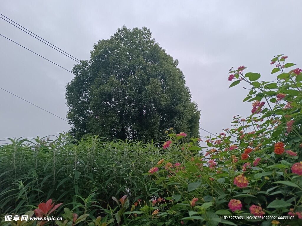 绿树繁花中的自然景致