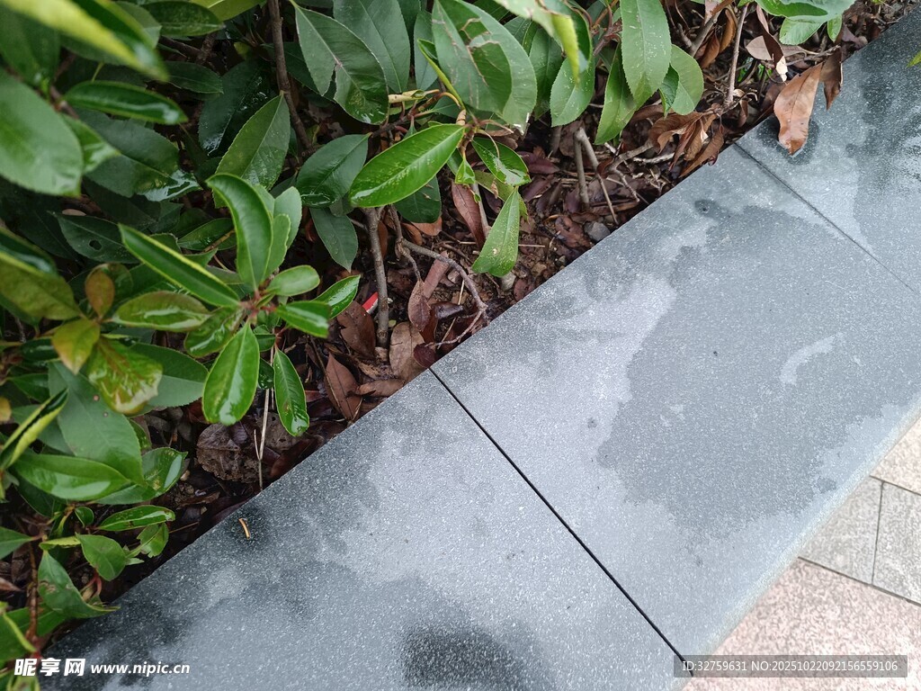 石板旁的翠绿植物景观