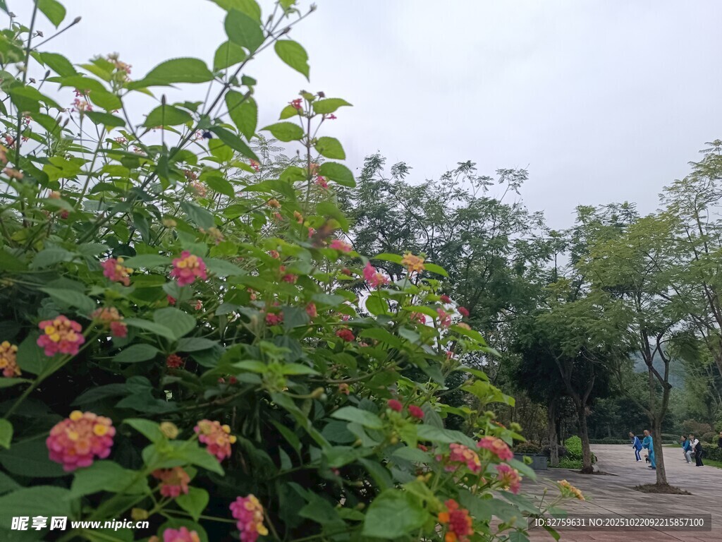 繁花绿植装点的户外景致