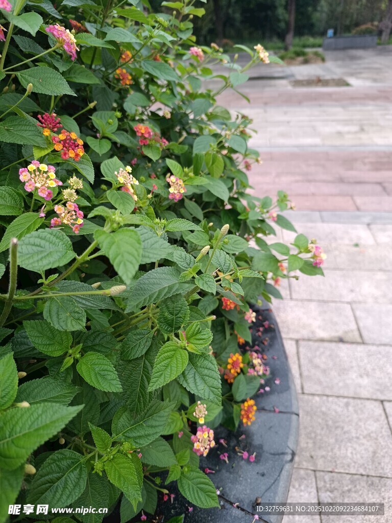 绿叶间绽放的多彩小花