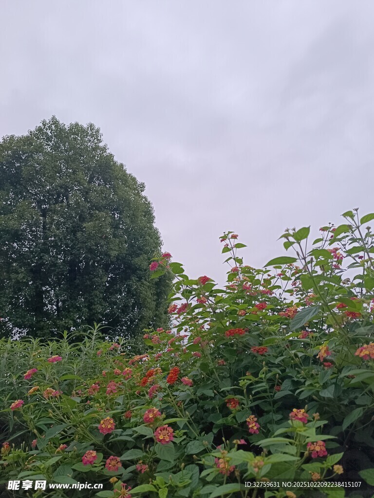 繁茂绿植 