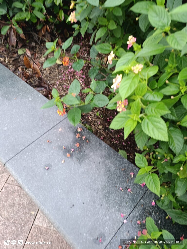 路边绿植绽放的鲜艳花朵