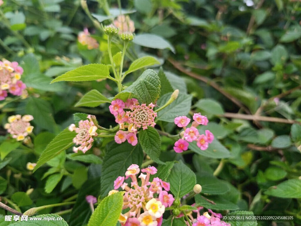 多彩缤纷的花丛景观