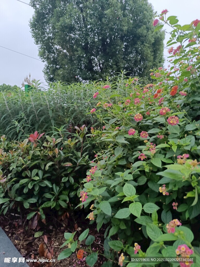 绿叶繁花的户外植物景观