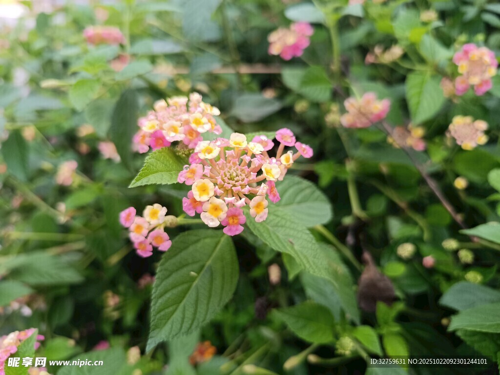 五彩马缨丹绽放的美丽