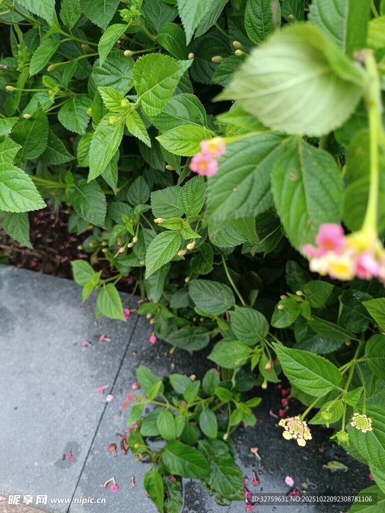 墙边绽放的多彩小花
