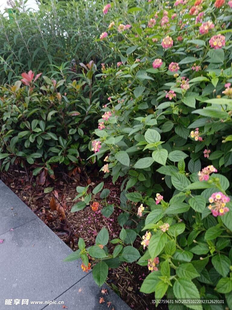 路边多彩花卉绿植景观