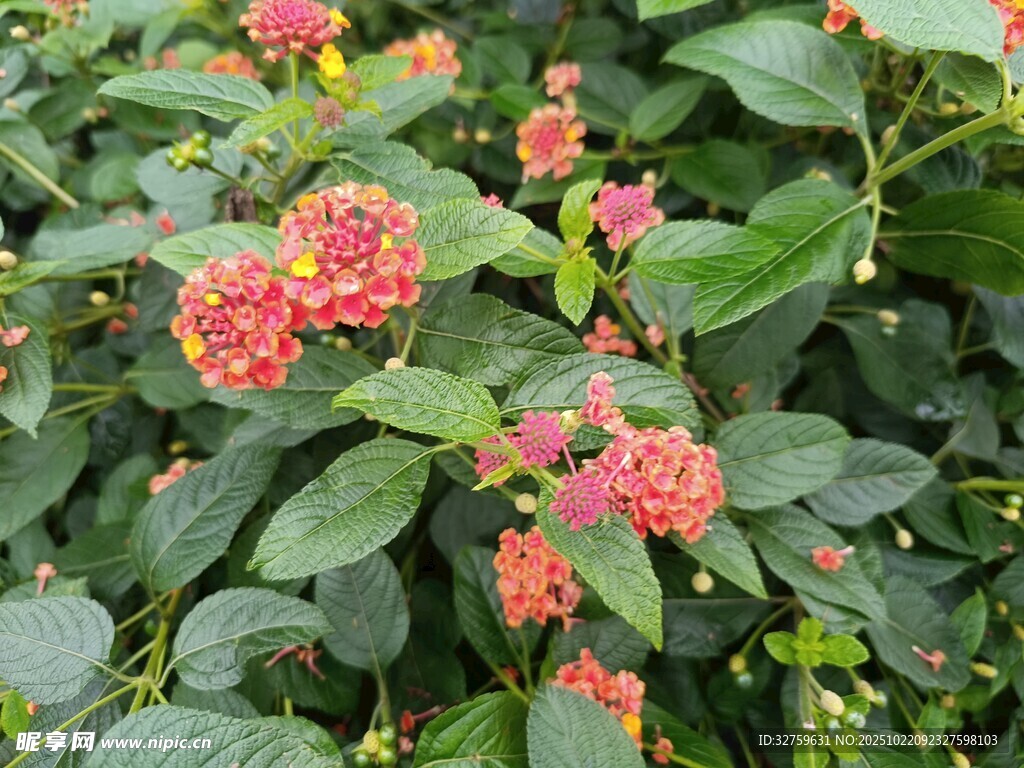 鲜艳多彩马缨丹花卉特写