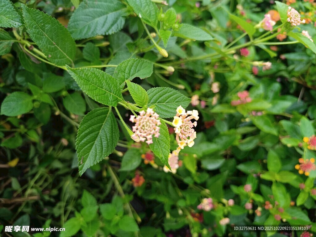绿叶间的粉嫩小花