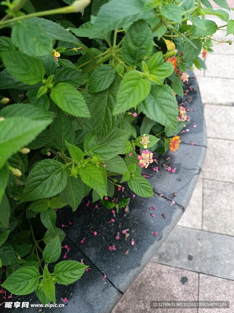 盆栽绿植生机盎然