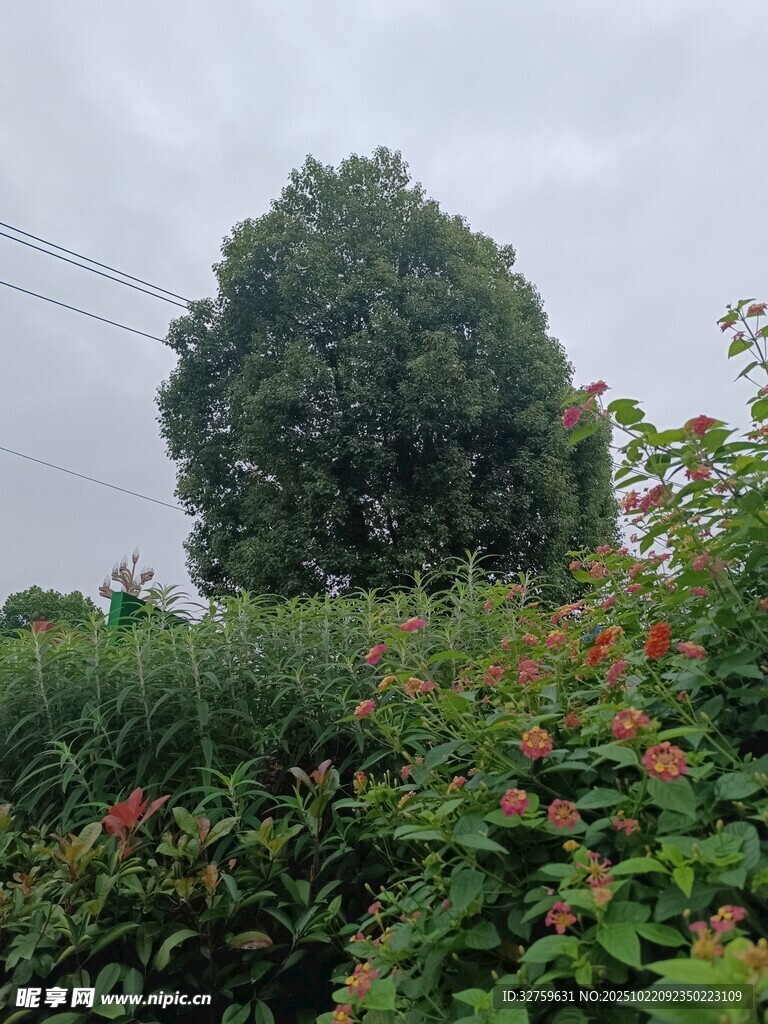 乡村绿植景观