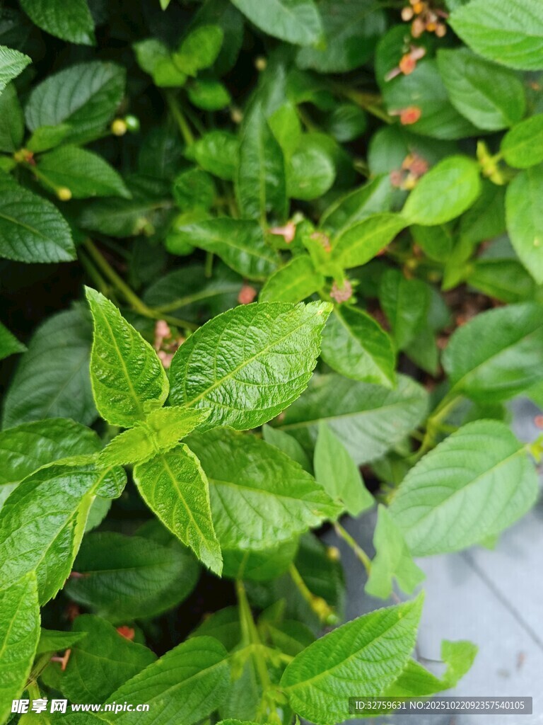翠绿叶片植物特写