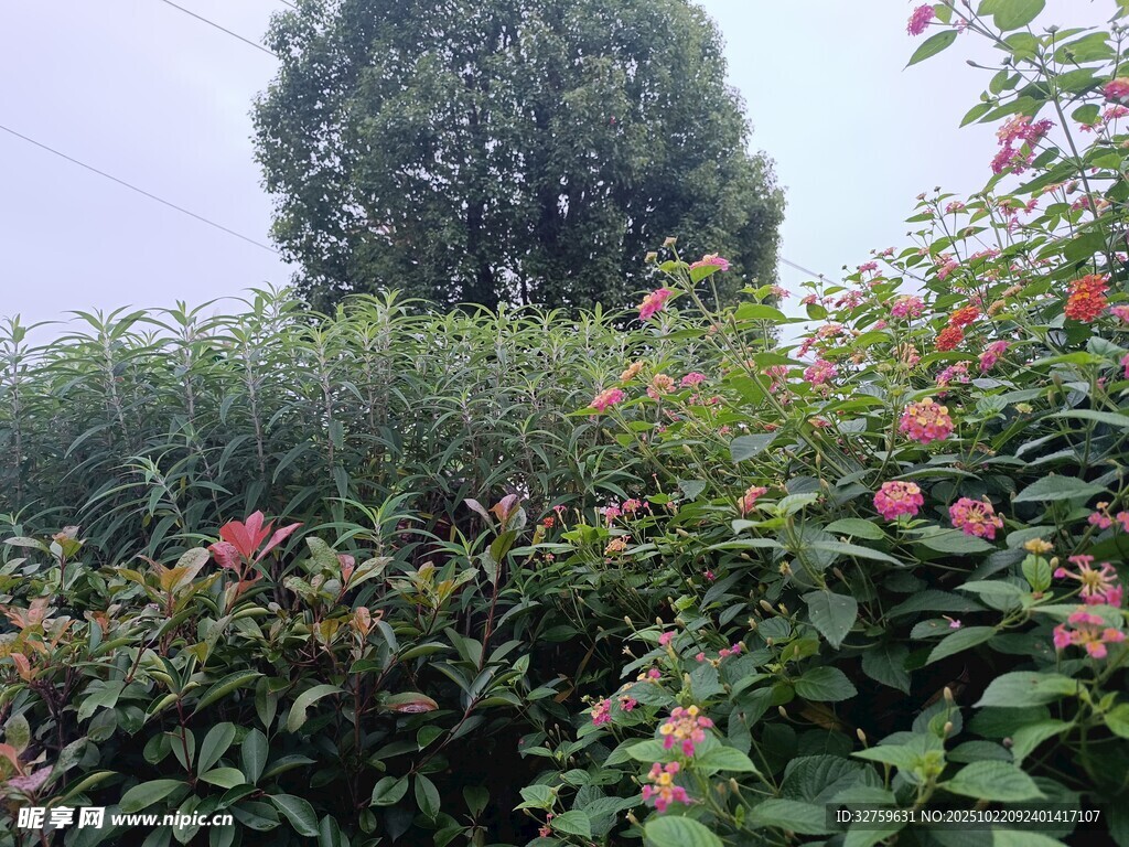 繁茂花丛与远处树木