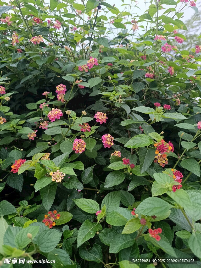 绿叶间绽放的娇艳红花
