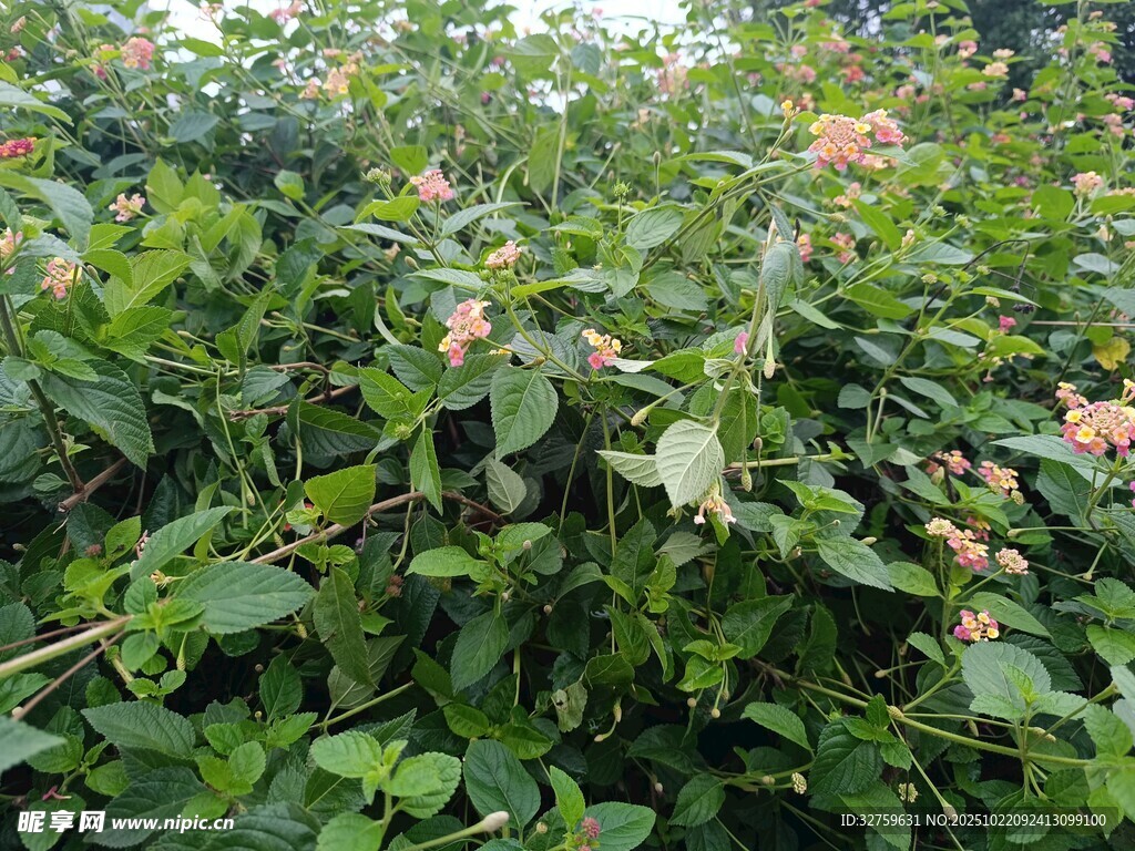 繁茂花丛绿意盎然