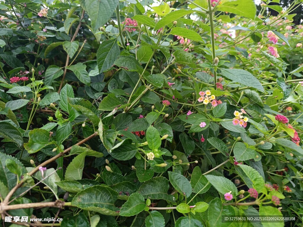 繁茂绿植中的多彩花卉