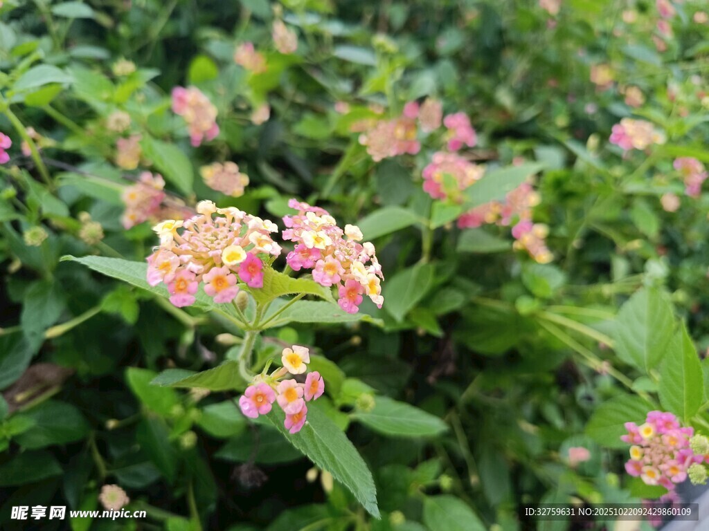 多彩马缨丹绽放绿意间