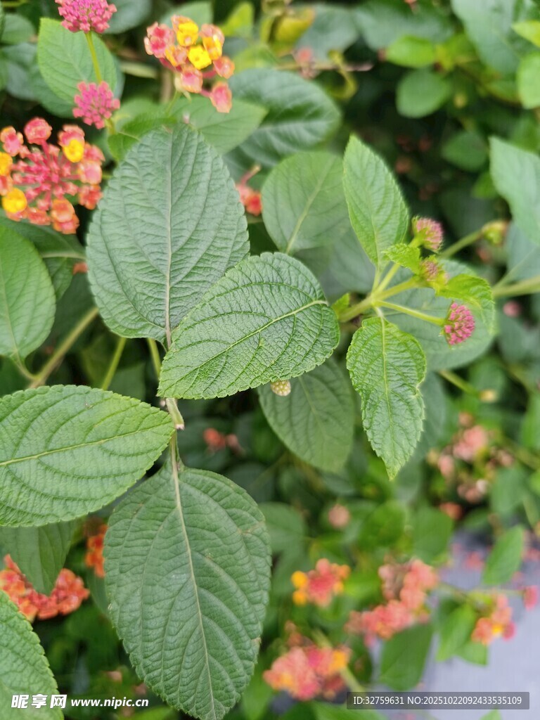多彩马缨丹植物特写