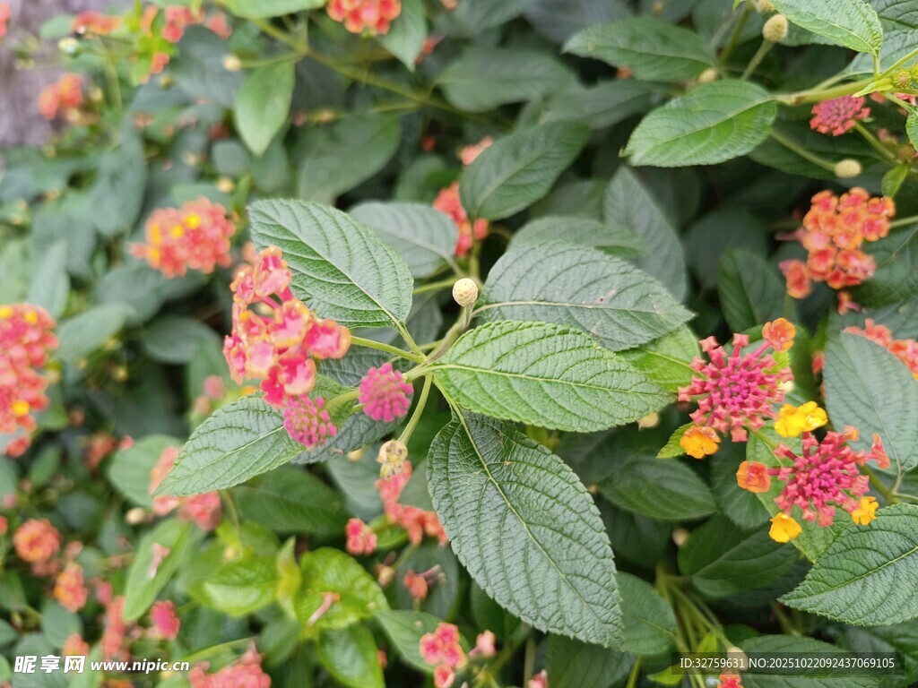 多彩花卉绿植特写