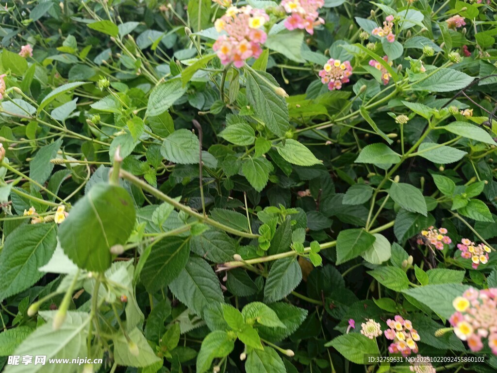 绿叶丛中的粉嫩花朵