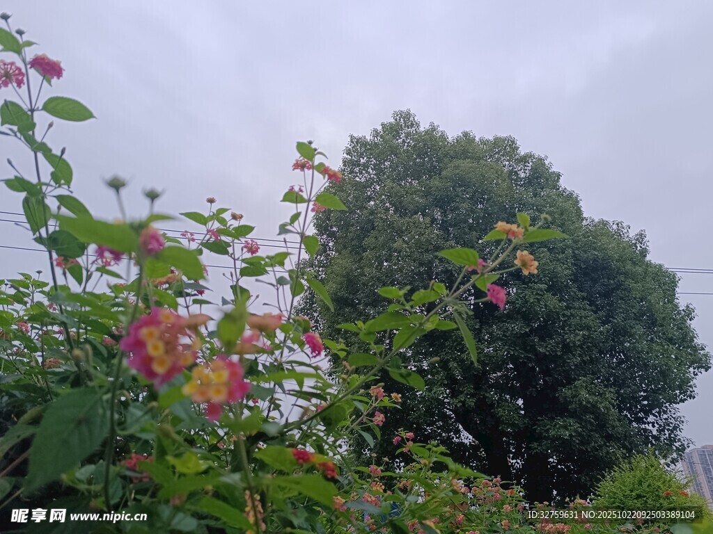 繁花绿树的自然景致