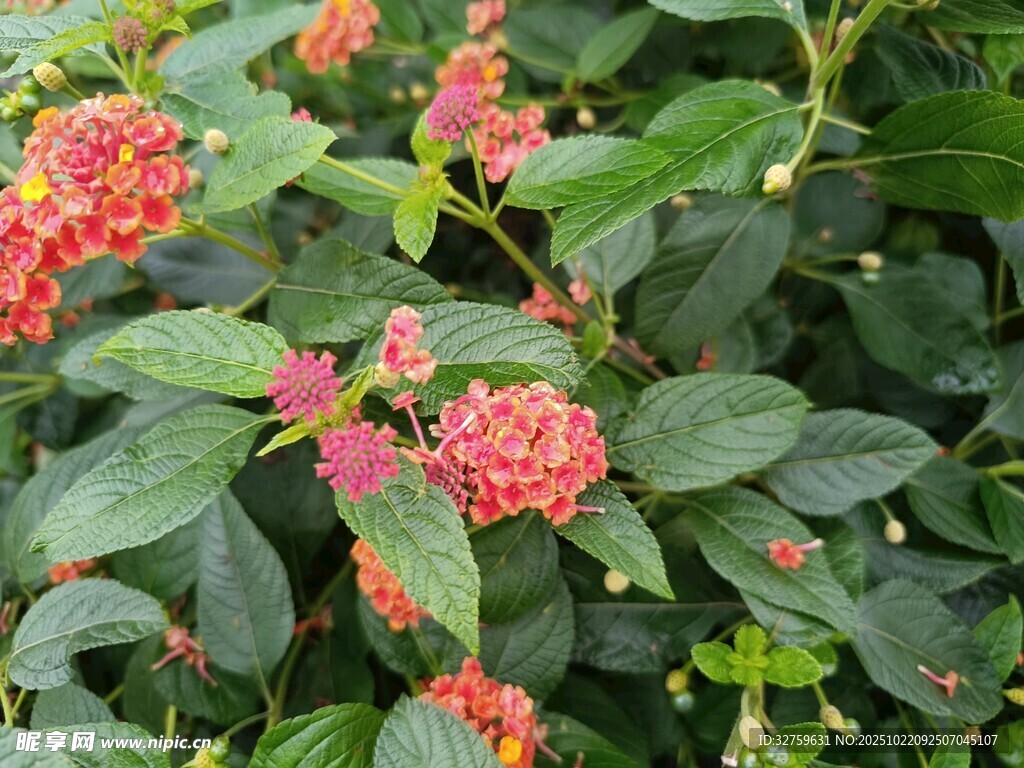 鲜艳多彩的盛开花卉植物
