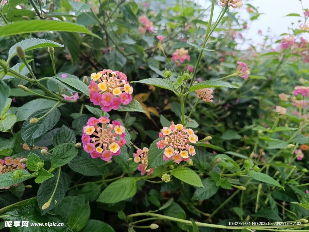 多彩锦带花绽放于绿叶间
