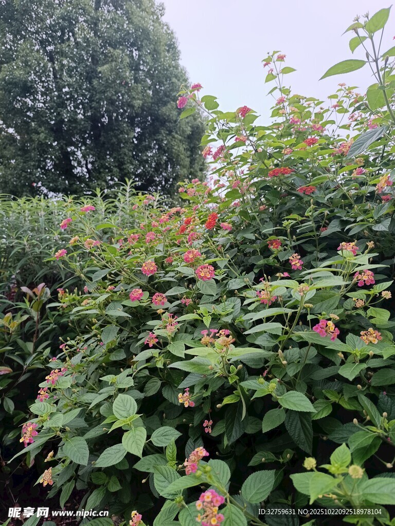 绿叶间的繁茂植物