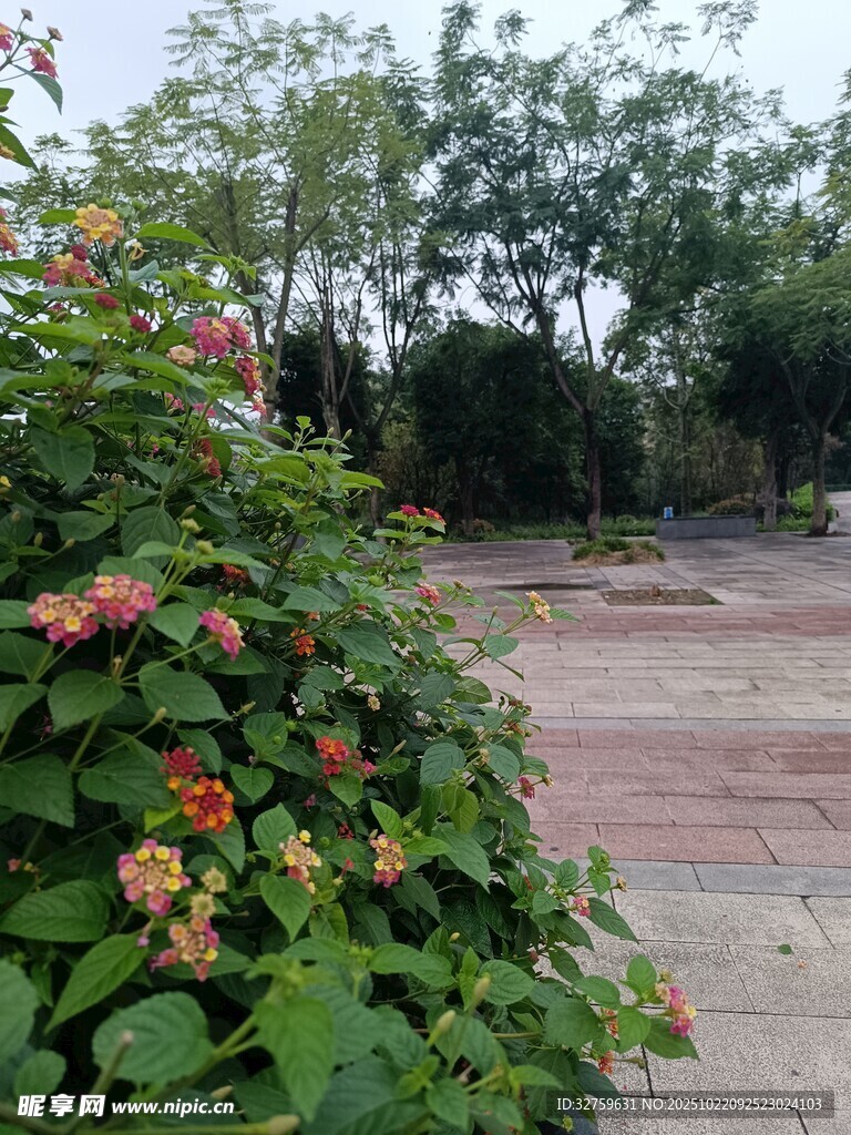 路边繁花绿植景观