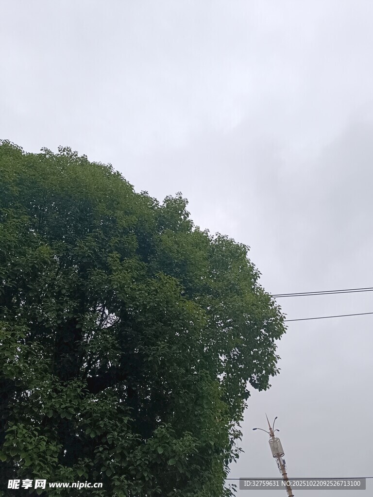 阴天里的茂盛绿树
