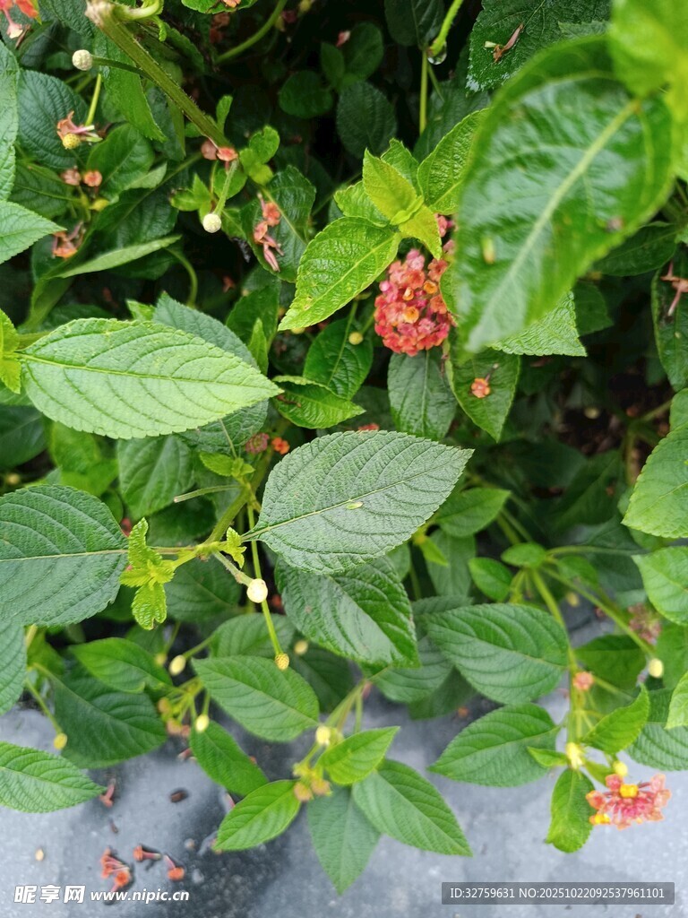 绿叶间的娇艳小红花