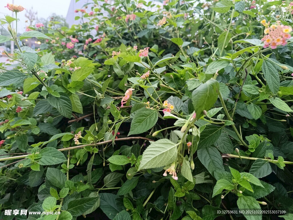 绿叶繁花的植物景观