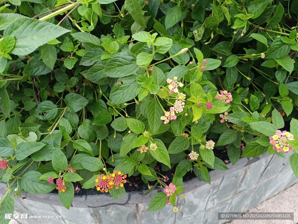 花盆中绽放的多彩花卉