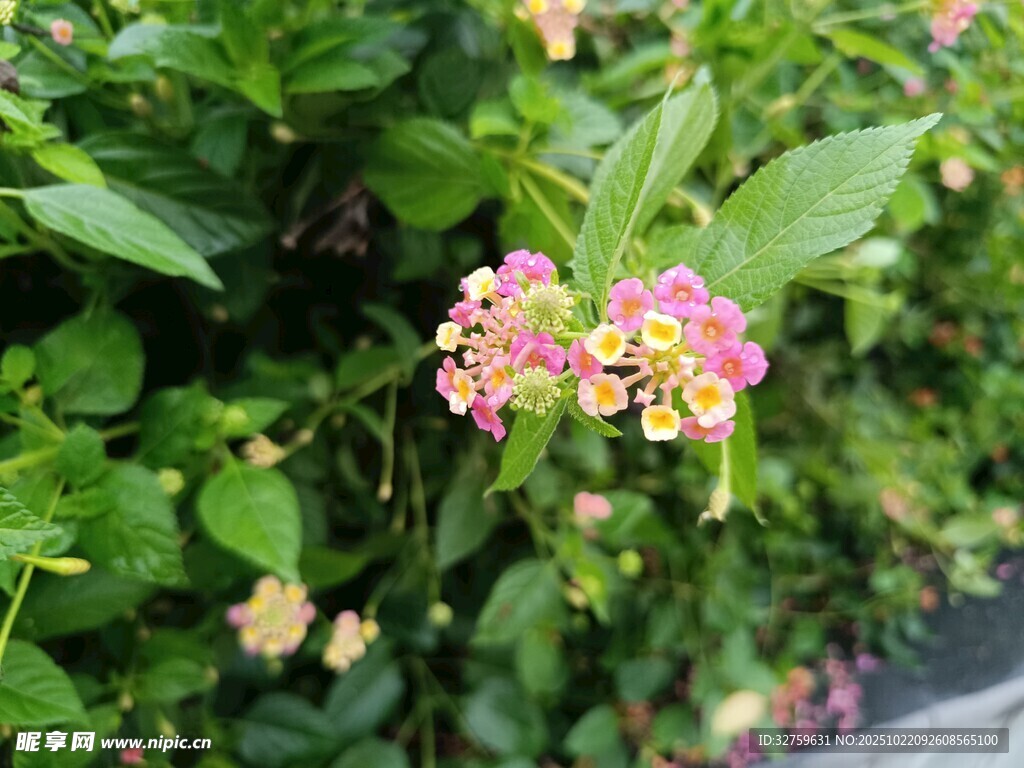 娇艳多彩花朵绽放绿叶间