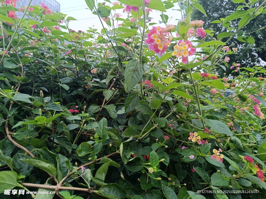 繁茂花丛中的艳丽花朵