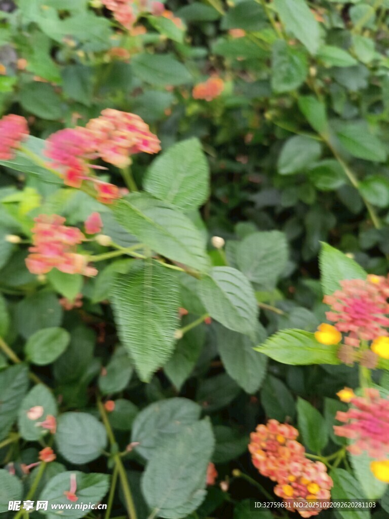 多彩花朵绽放绿叶间