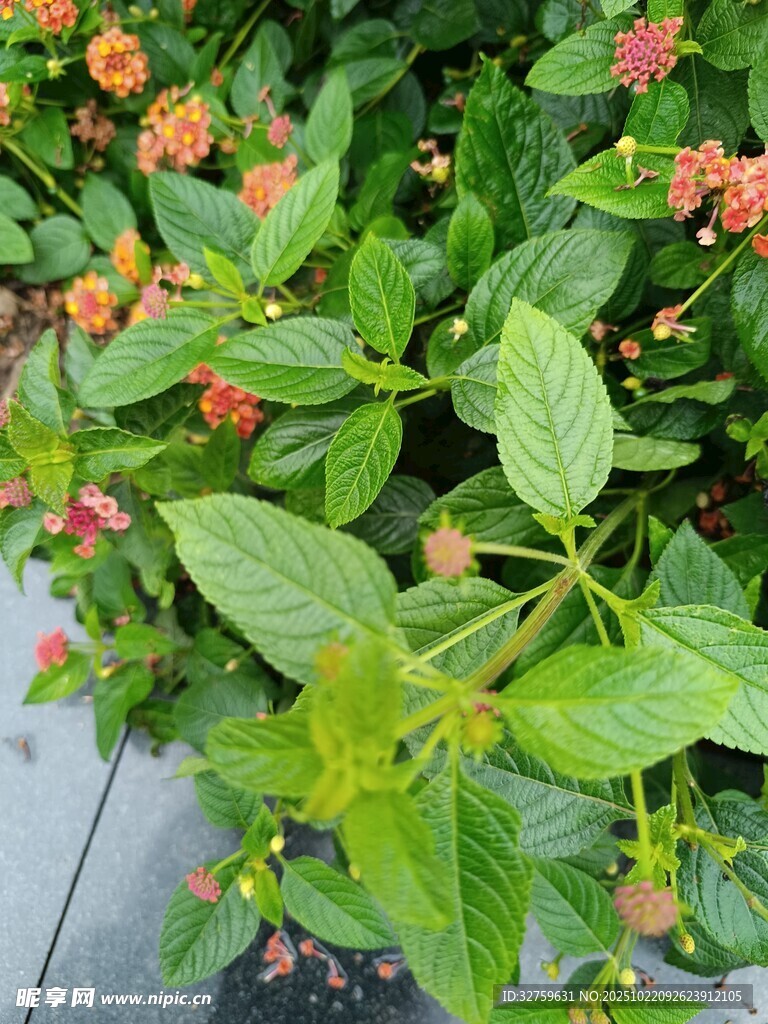 绿叶间的娇艳小花