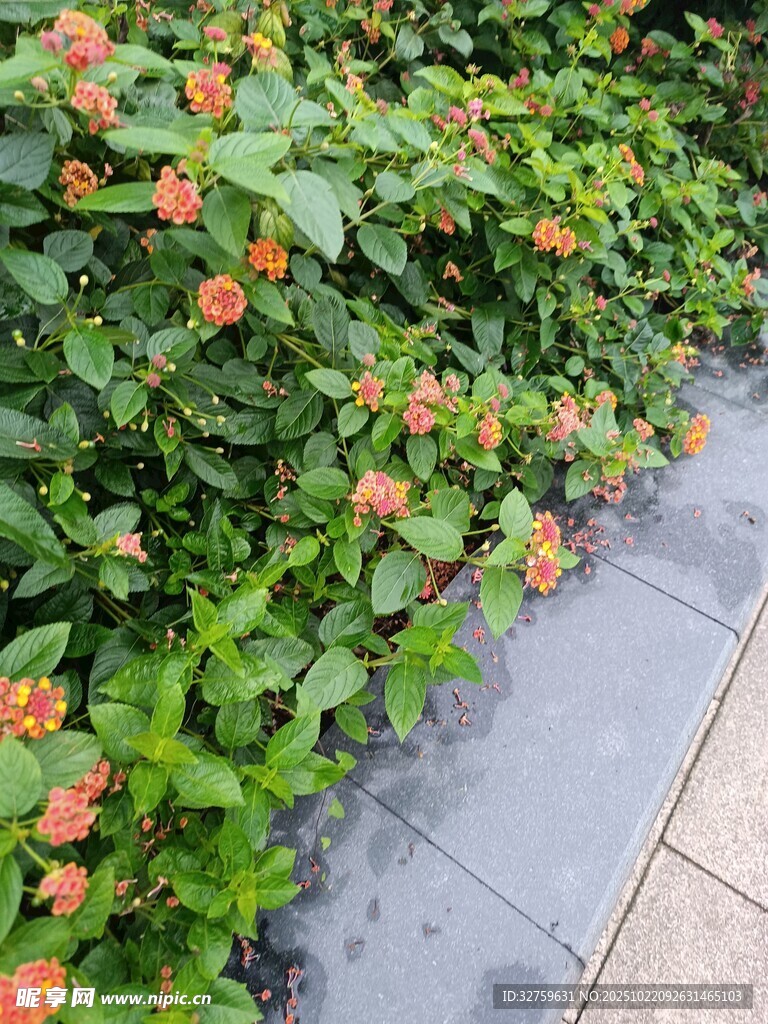 路边绽放的橙色花卉绿植