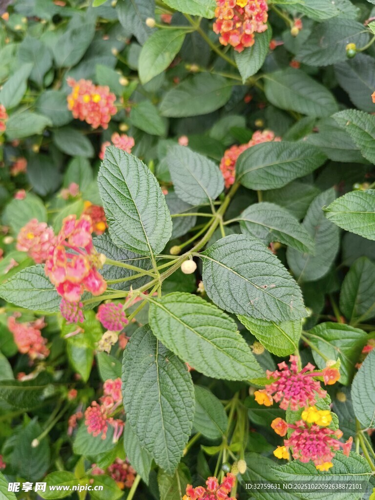 绿叶间绽放的多彩花卉