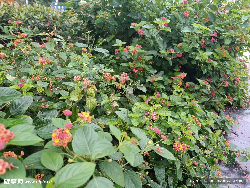 绿叶间绽放的鲜艳花朵