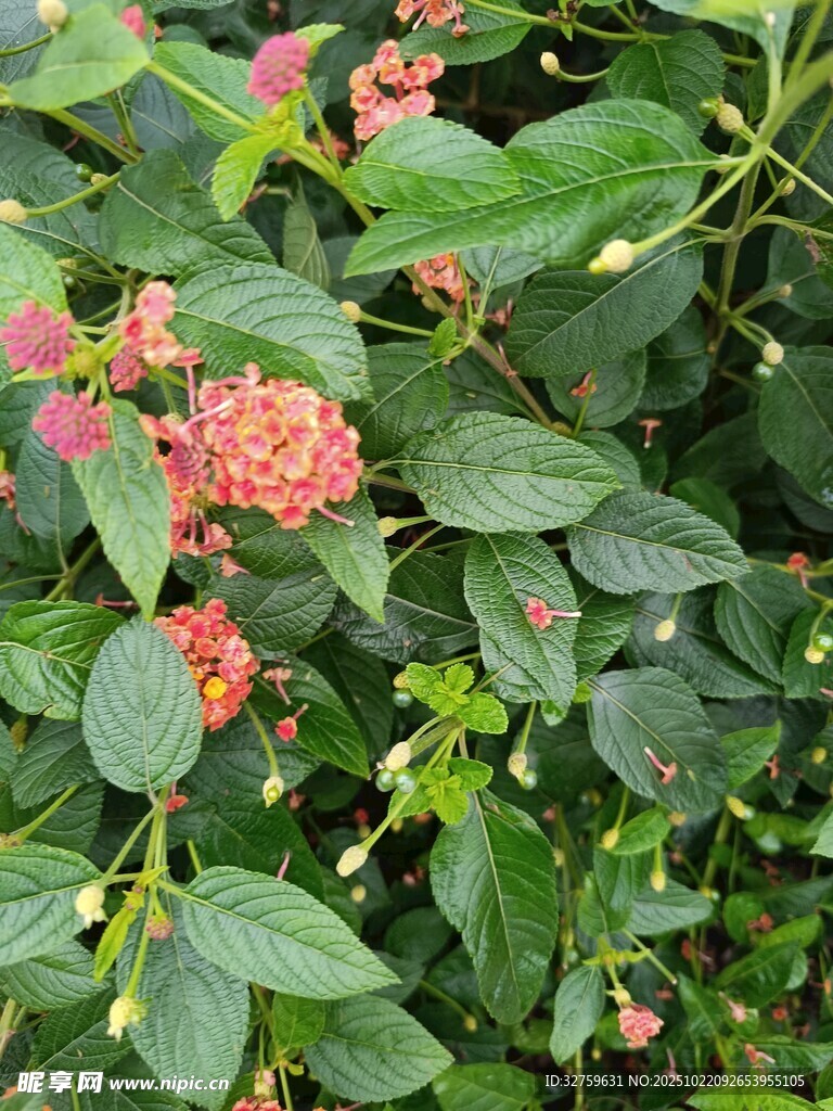 绿叶间的粉色小花