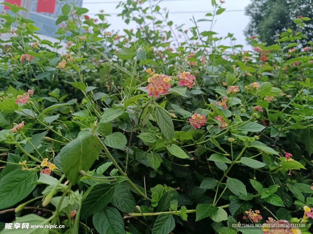 绿叶间的粉嫩花朵