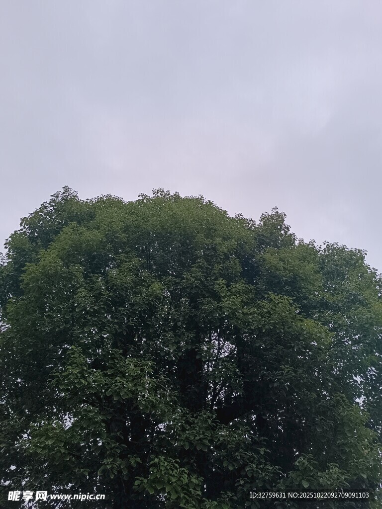 茂盛大树 