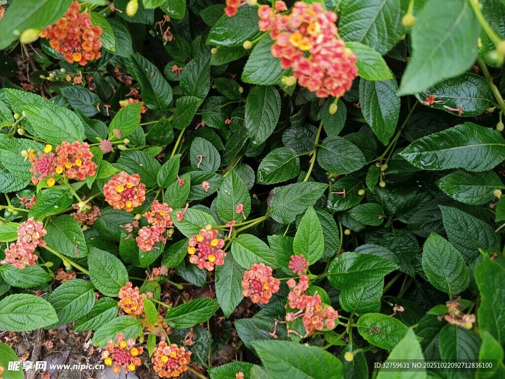 鲜艳橙花绽放绿叶间