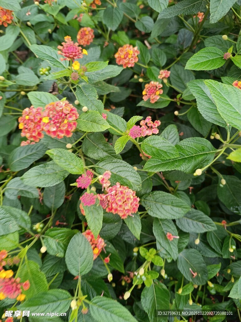 绿叶间的艳丽红色花朵