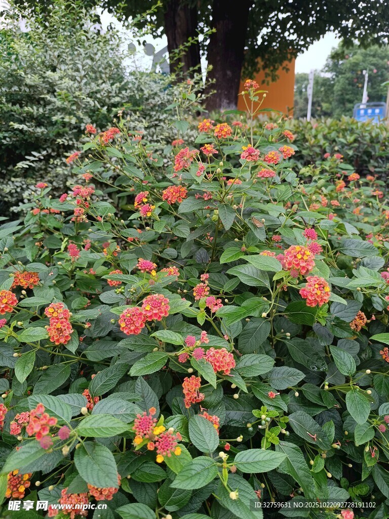鲜艳花丛绿意间绽放