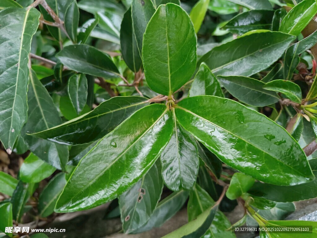 翠绿润泽的阔叶植物