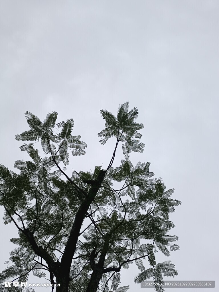 孤树挺立天际